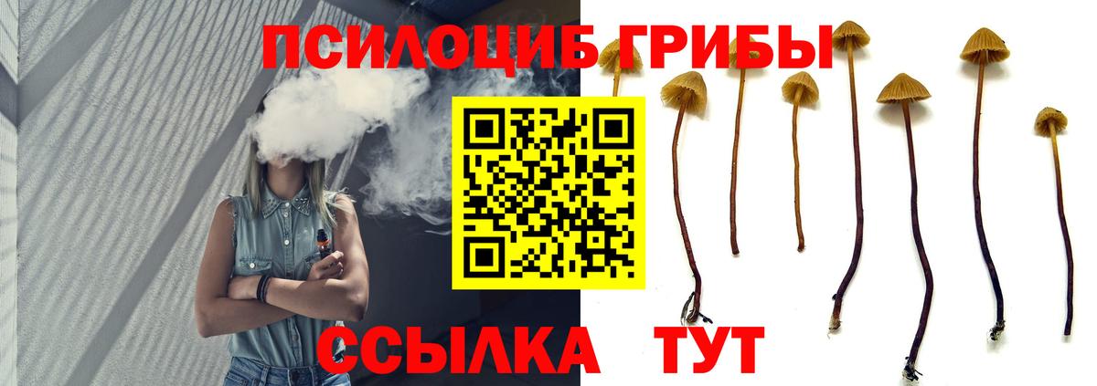 Псилоцибиновые грибы Psilocybe Прокопьевск